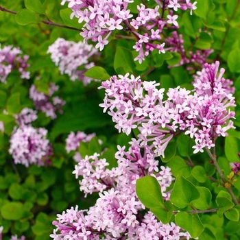 Syringa 'Red Pixie' 