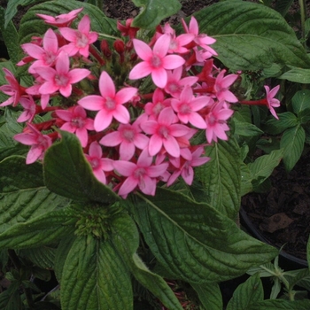 Pentas 