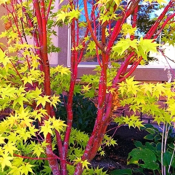 Acer palmatum 'Red Wood'