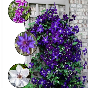 Clematis 'Starry Nights' PP26332