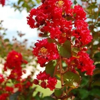 Lagerstroemia indica 'Miss Frances' 