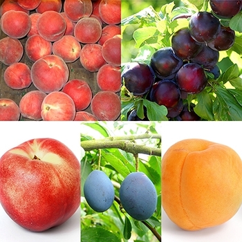 Malus 'Fruit Salad Tree'