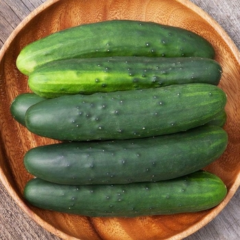 Cucumis sativus 'Marketmore'