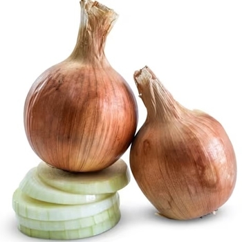 Allium cepa 'Yellow Sweet Spanish' 