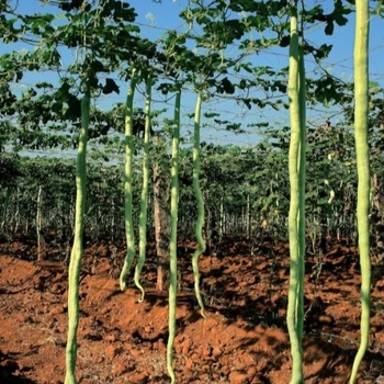Cucurbita 'Autumn Wings' 