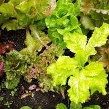 Lactuca sativa 'Encore Mix' 