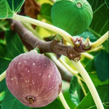 Ficus carica 'Chicago Hardy' 