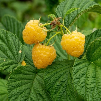 Rubus idaeus var. strigosus 'Fall Gold'