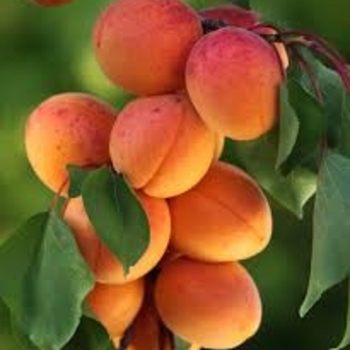 Prunus armeniaca 'Goldstrike' PP7035