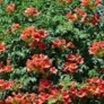 Campsis radicans 'Monbal' 15,238.