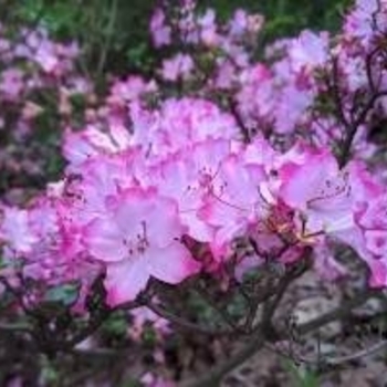 Rhododendron kiusianum 'Best Pink' 