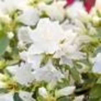Rhododendron 'Hino White' 