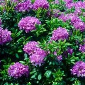 Rhododendron 'Daphnoides' 