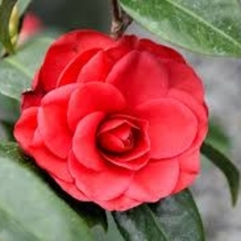 Camellia japonica 'Tom Knudsen' 