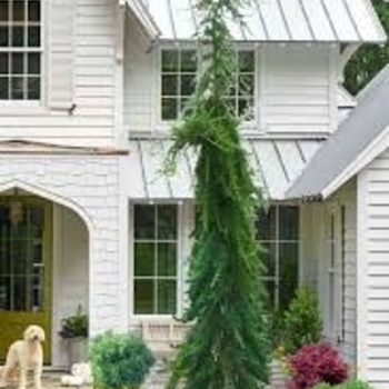 Cedrus deodara 'Miles High' 