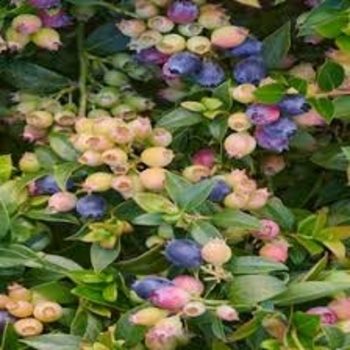 Vaccinium 'FC13-044' PPAF