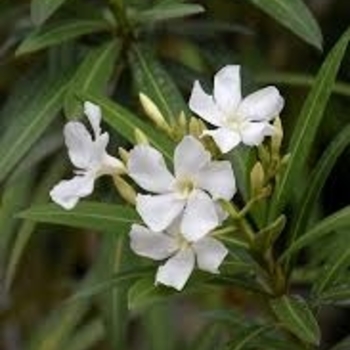 Nerium oleander