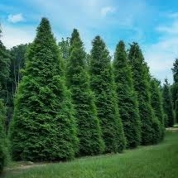 Thuja 