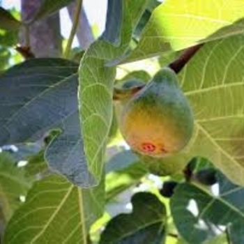 Ficus carica 'Monandersen' PP18424P2