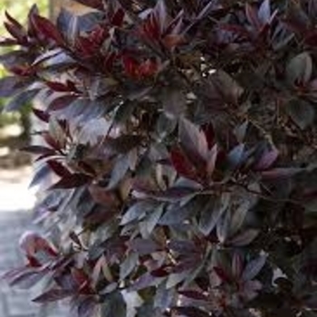 Rhododendron Southern Indica hybrid 'Little John' 