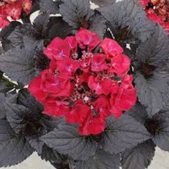 Hydrangea macrophylla 'Black Tie' 