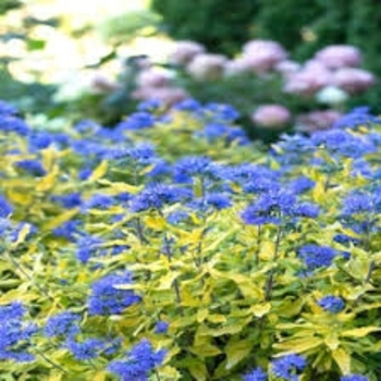 Caryopteris 'SMCIPG' PP18082P2