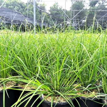 Carex woodii