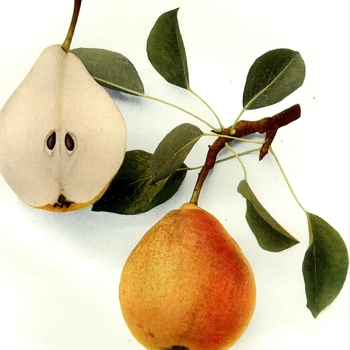 Pyrus communis 'Clapp's Favorite' 