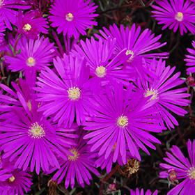 Delosperma 'Opal' PPAF