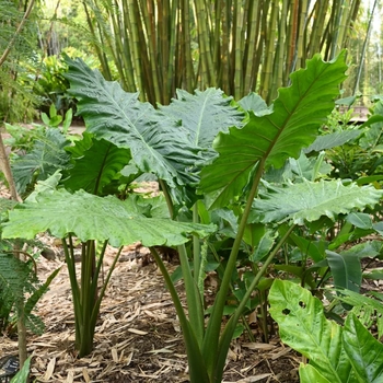 Alocasia x portora 'Portodora' 