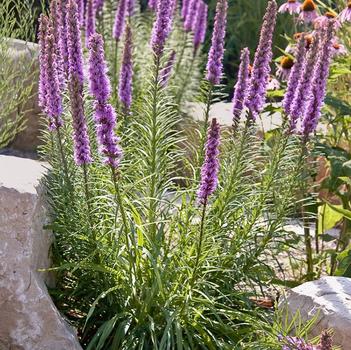 Liatris pycnostachya