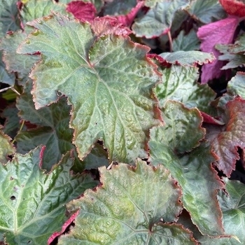Begonia adscendens 'Magma' 