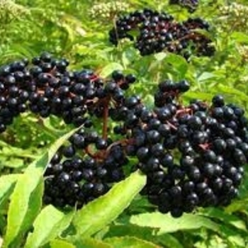 Sambucus canadensis 'York' 
