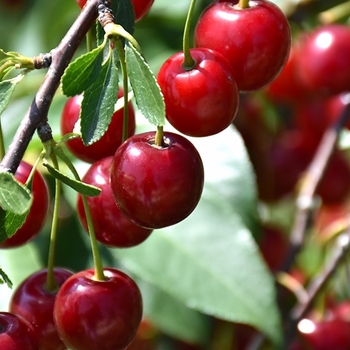 Prunus fruticosa x cerasus 'Romeo™' 16/123,456