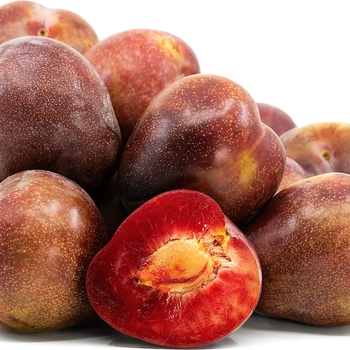 Prunus salicina 'Elephant Heart' 