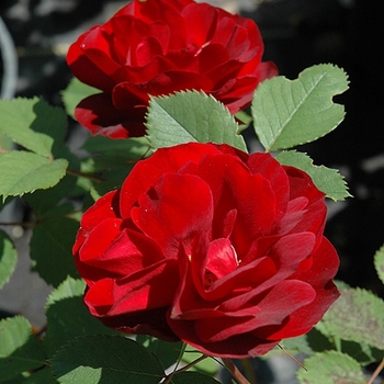 Rosa 'Hope for Humanity'