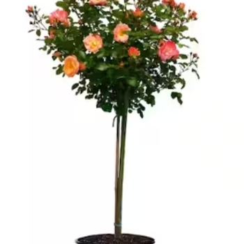 Rosa 'Series' PPL 30,823