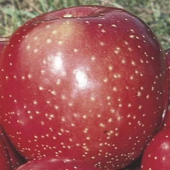 Malus domestica 'Lautz' 