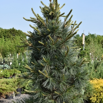 Pinus flexilis 'Northern Blue' 