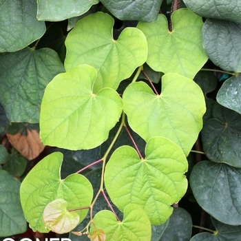 Cercis canadensis 'Green Machine' 