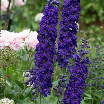 Delphinium elatum 'Black Knight' 