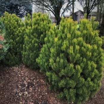 Pinus mugo 'Carsten's Wintergold' 