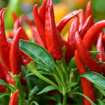 Capsicum annuum 'Thai Dragon' 