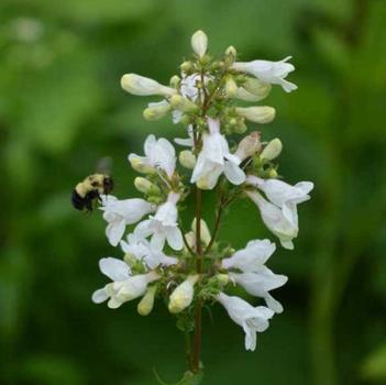 Penstemon digitalis
