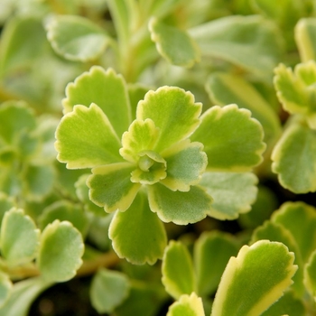 Sedum ellacombianum 'Cutting Edge' 