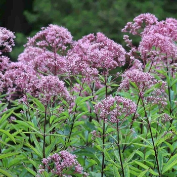 Eutrochium purpureum