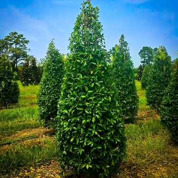 Ilex x attenuata 'Savannah' 