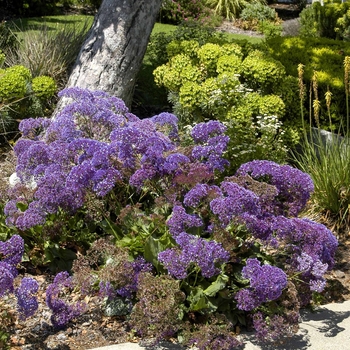 Limonium perezii