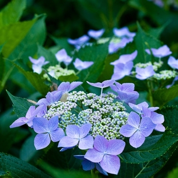 Hydrangea macrophylla 'Blue Wave' 