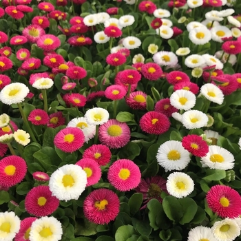 Bellis perennis 'Bella Daisy Mix' 